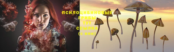 сатива Каменногорск